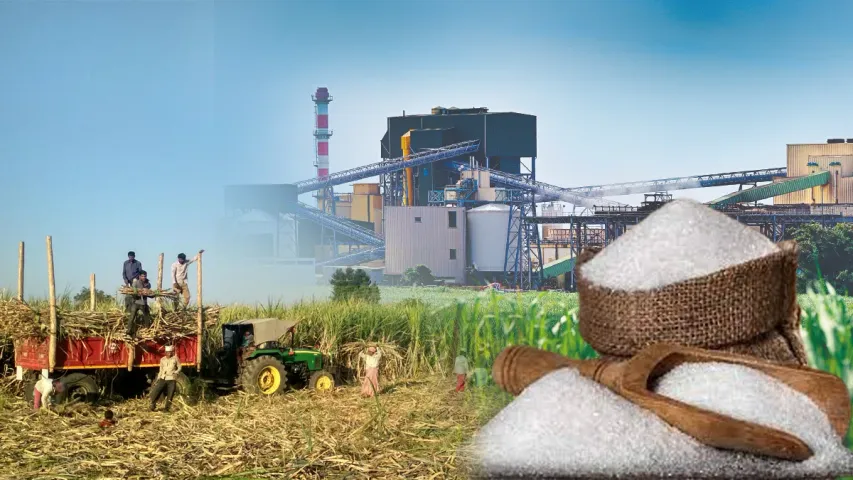 Sugar Production: భారీగా తగ్గిన పంచదార ప్రొడక్షన్.. ధరలపై ప్రభావం పడుతుందా? 