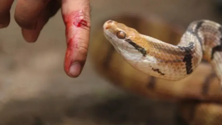Snake Bite : పాముకాటుకు గురైతే పొరపాటున కూడా ఈ పనులు చేయొద్దు