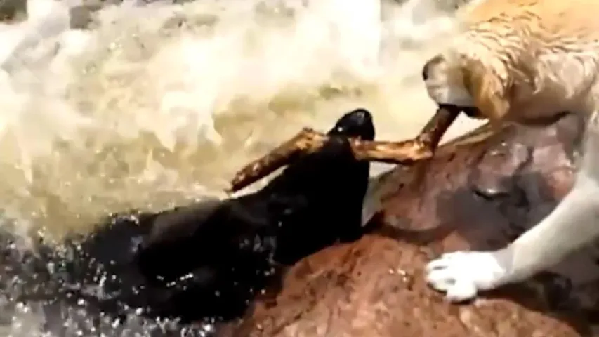 Viral Video: నదిలో కొట్టుకుపోతున్న కుక్కను కాపాడిన మరో కుక్క.. వీడియో వైరల్!