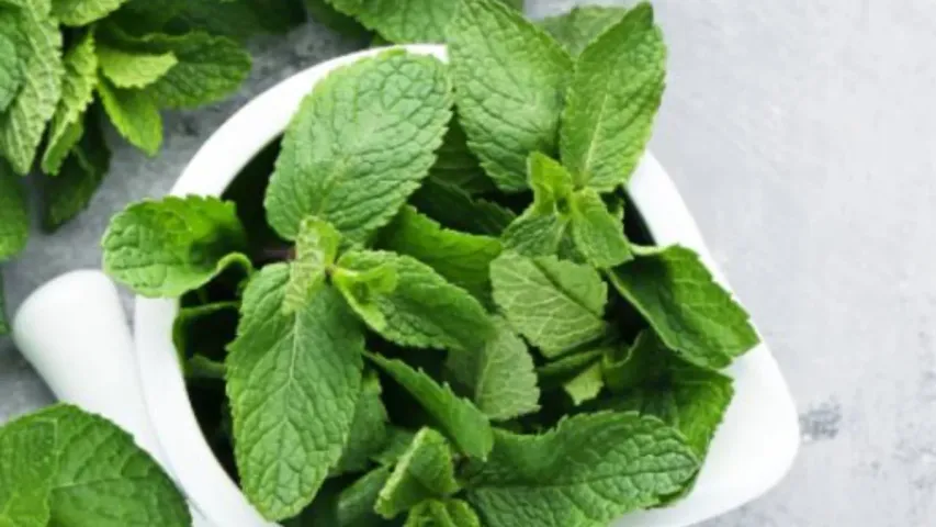 Health Tips:పుదీనా లో ఉండే విటమిన్‌ ఏంటి.. దీని ఎప్పుడు ఎలా తినాలో తెలుసుకుందామా!