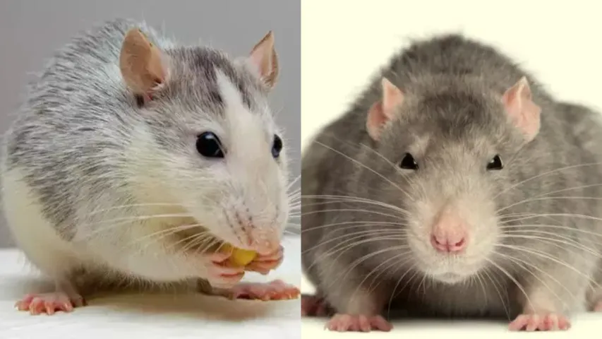 Rats: ఎలుకను చంపవద్దు.. ఈ చిట్కాలు పాటిస్తే ఇంటి నుంచి అవే వాకౌట్ చేస్తాయి!