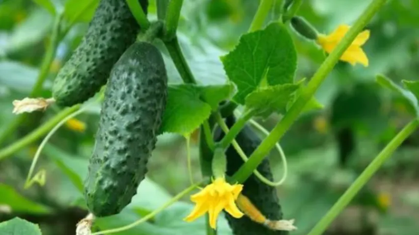 Health Tips : శరీరం నుంచి వేడిని తరిమికొట్టాలంటే.. ఆహారంలో వీటిని చేర్చుకుంటే సరి!