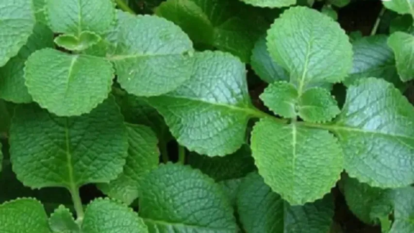 Ajwain Leaves Benifits: ప్రతి రోజూ ఖాళీ కడుపుతో రెండు ఈ ఆకులను తిన్నారంటే..!