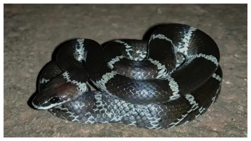 Snake : గ్రామస్తులను వణికిస్తున్న ఆ జాతి పాము!