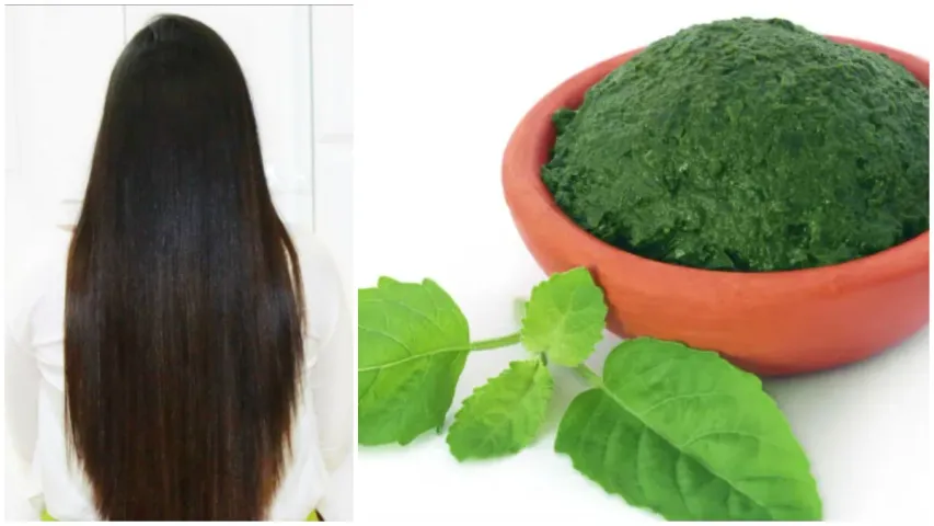 Tulsi: తులసి ఆకుల్లో దీన్ని కలిపి రాస్తే .. వద్దన్నా.. జుట్టు పెరుగుతుంది..!
