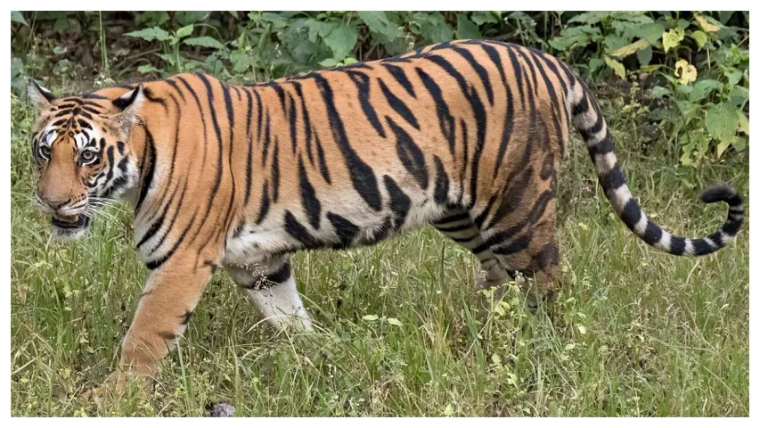 Tiger attack: అడవి నుంచి బయటకు వచ్చిన పులి..ముగ్గురు పై దాడి!