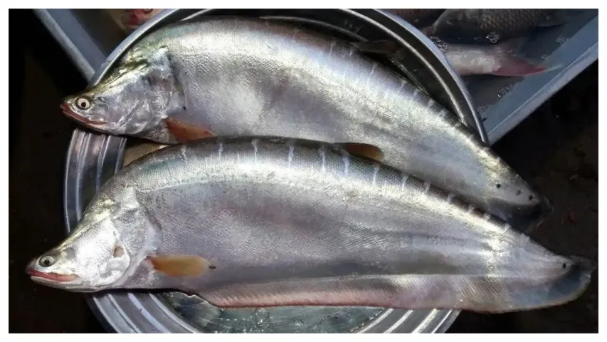 Fish Health Tips: చేపల్లో ఈ భాగం తిన్నారో ఇక అంతే!