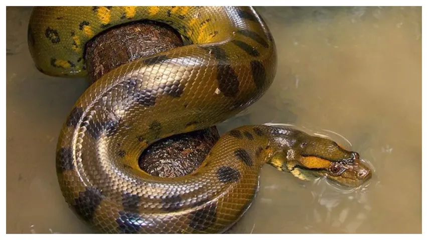 Largest Snake: ప్రపంచంలో అతి పెద్ద పాము ఏది? అది ఎక్కడ ఉంది?