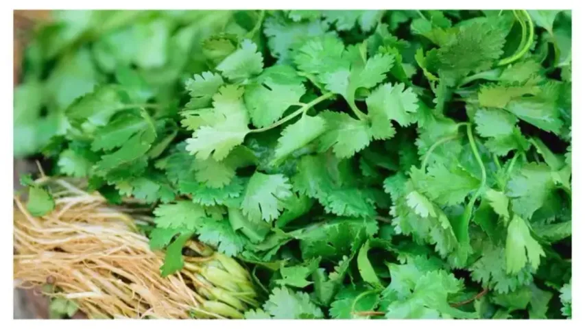 Coriander: కొత్తిమీర ఎక్కువ రోజులు తాజాగా ఉండాలంటే ఇలా చేయండి!