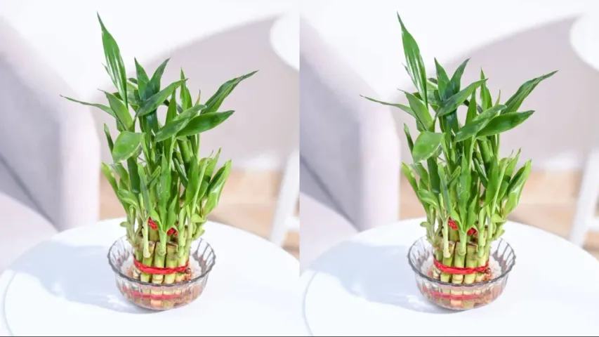 Plants : ఇంట్లో ఆర్ధిక సమస్యలు ఉన్నాయా..? ఈ మొక్కలను నాటండి..!