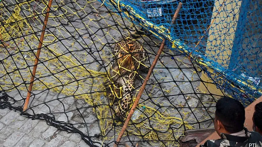 Leopard: ఇంట్లోకి ప్రవేశించిన చిరుత.. చివరికి