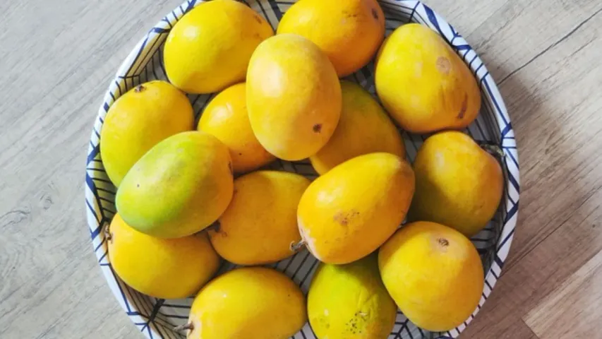 Mango Price : రికార్డు ధర పలుకుతున్న ఉలవపాడు బంగినపల్లి మామిడి!