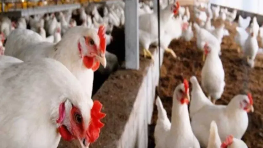Bird Flu : వేగంగా విజృంభిస్తున్న బర్డ్‌ ఫ్లూ.. అక్కడ చికెన్‌ బంద్‌!