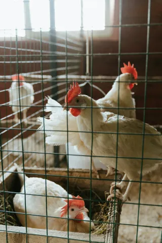 Chicken Prices: ట్రిపుల్ సెంచరీ దాటేసిన చికెన్‌.. రానున్న రోజుల్లో కష్టమే
