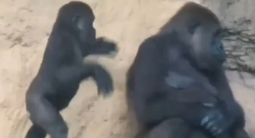 Viral video: పిల్లలు ఎక్కడైనా పిల్లలే.. వైరల్​ వీడియో..!