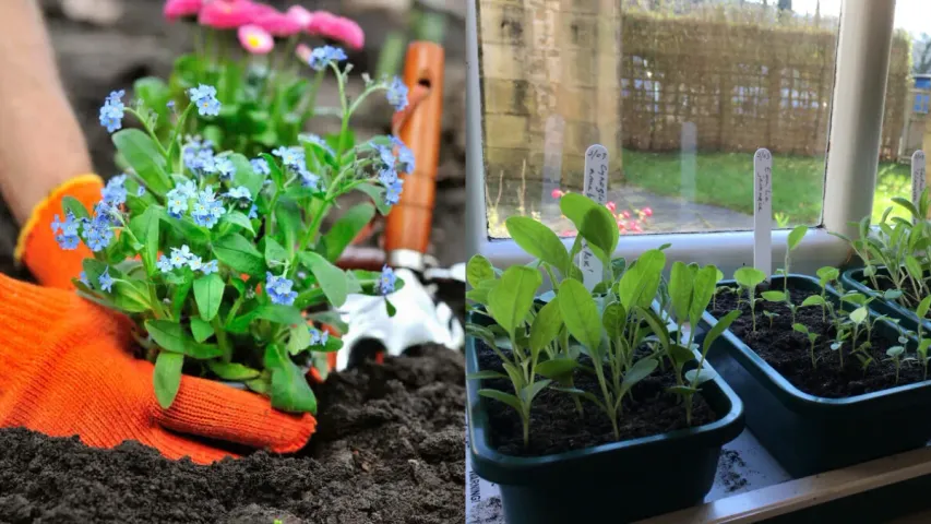 Gardening Tips: మొదటిసారి గార్డెనింగ్ చేయబోతున్నారా? ఈ చిట్కాలు మీ కోసమే!