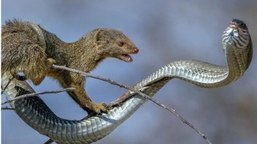 Snake and  Mungoose: ముంగిసపై పాము విషం ఎందుకు పనిచేయదు.. కారణం ఇదే
