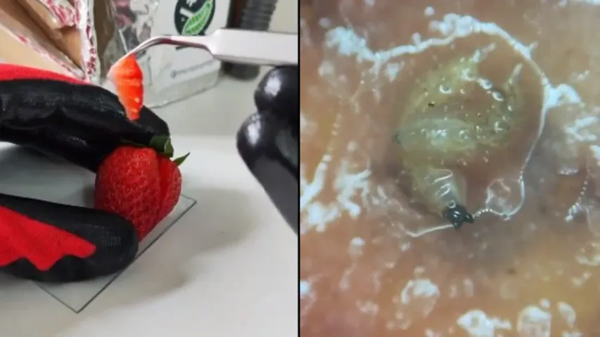 Strawberry Viral Video: వామ్మో.. స్ట్రాబెర్రీని మైక్రోస్కోప్‌లో చూస్తే అస్సలు తినరు