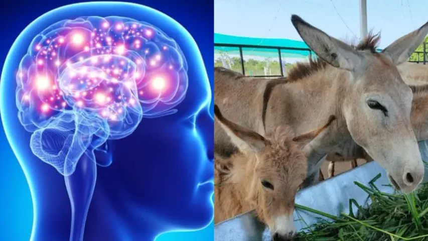 IQ Level: మనుషుల కంటే గాడిదలకు IQ స్థాయి ఎక్కువ ఉంటుందా?..నమ్మలేని నిజాలు