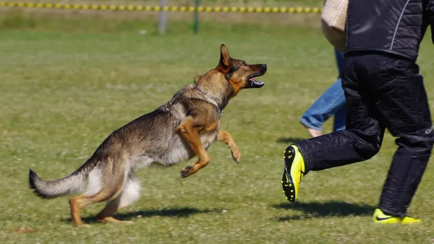 Dog Chased: నడుస్తున్నప్పుడు కుక్కలు వెంబడిస్తే తప్పించుకోవటం ఎలా?
