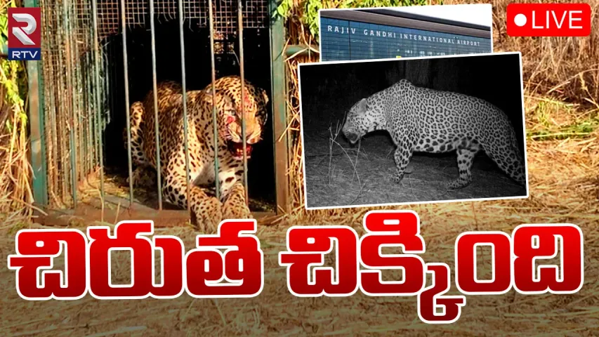Hyderabad: ఎట్టకేలకు చిక్కిన చిరుత..ఎయిర్ పోర్ట్‌లో ప్రశాంతం