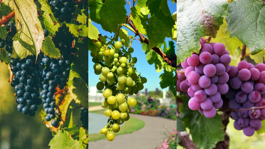 Grapes Benefits: ఏ కలర్‌ ద్రాక్ష మంచిది? ఎందులో విటమిన్లు ఎక్కువ ఉన్నాయో తెలుసుకోండి