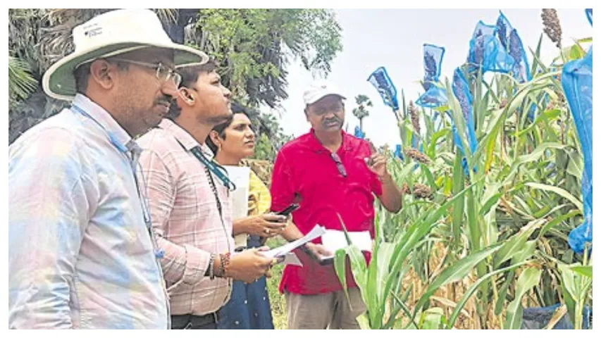 Sorghum Crop: కొత్త రకం జొన్న పంటలో పుష్కలంగా ఇథనాల్‌..