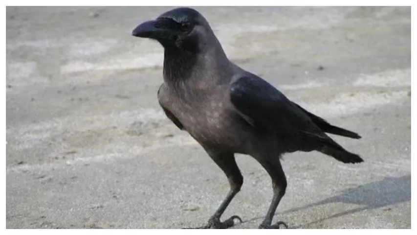 Crow: ఇంటి ముందు కాకి అరుపు దేనికి సంకేతం..!