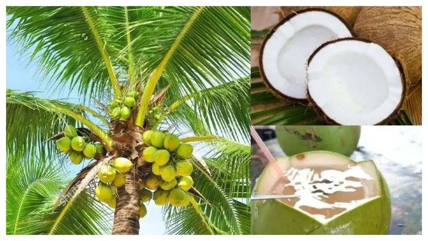 కొబ్బరి బోండాల్లోని లేత కొబ్బరిని వదిలేస్తున్నారా..అయితే మీరు వీటిని మిస్ చేసుకున్నటే!
