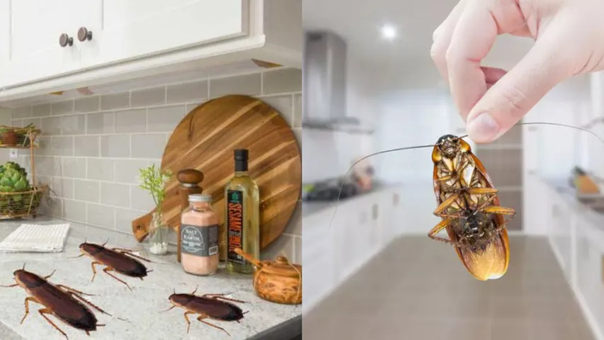 Cockroaches: వంటగదిలో బొద్దింకల బాధ ఎక్కువైందా.. ఇలా చేయండి