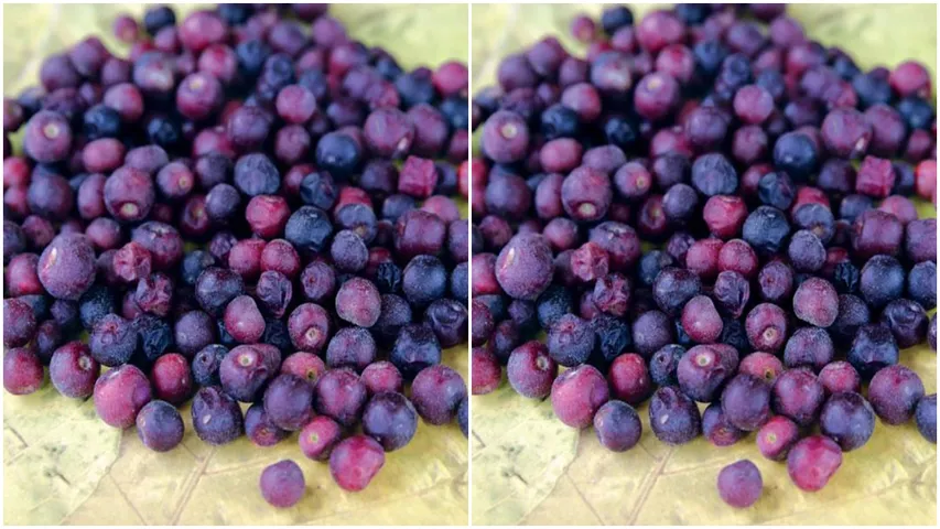 Phalsa fruit: ఫాల్సా  పండుతో అద్భుత ప్రయోజనాలు.. డయాబెటిక్ రోగులకు సరైన ఎంపిక..!