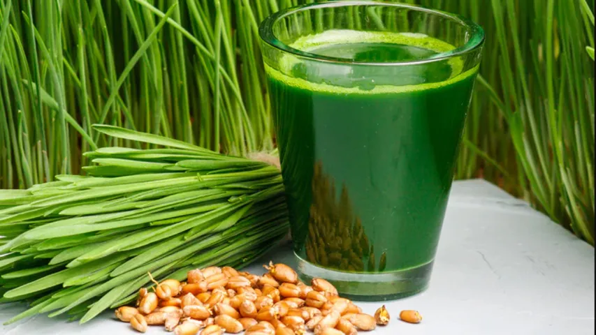 Wheat Grass Juice: ఈ గడ్డి రసంతో మధుమేహం, రక్తపోటు పరార్..!