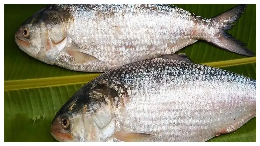 Eating Fish : రోజు చేపలు తింటే.. బరువు తగ్గుతారని మీకు తెలుసా..?