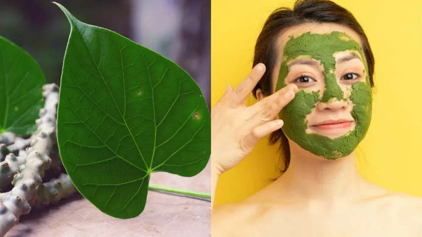 Giloy Face Pack: ఫేస్‌ ప్యాక్‌తో రష్మికలా మారిపోతారు.. ఇలా తయారు చేసుకోండి!