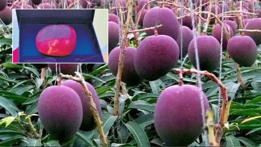 Miyazaki Mango: ఏమండోయ్..ఇది విన్నారా? ఒక్క మామిడి పండు 10 వేలు..ఏంటో అంత స్పెషల్..? 
