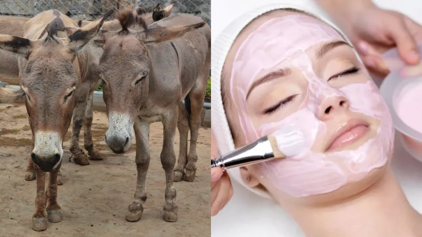 Donkey Skin: స్టామినా, అందం పెంచే మందులను గాడిదలను చంపి తయారు చేస్తారని తెలుసా?