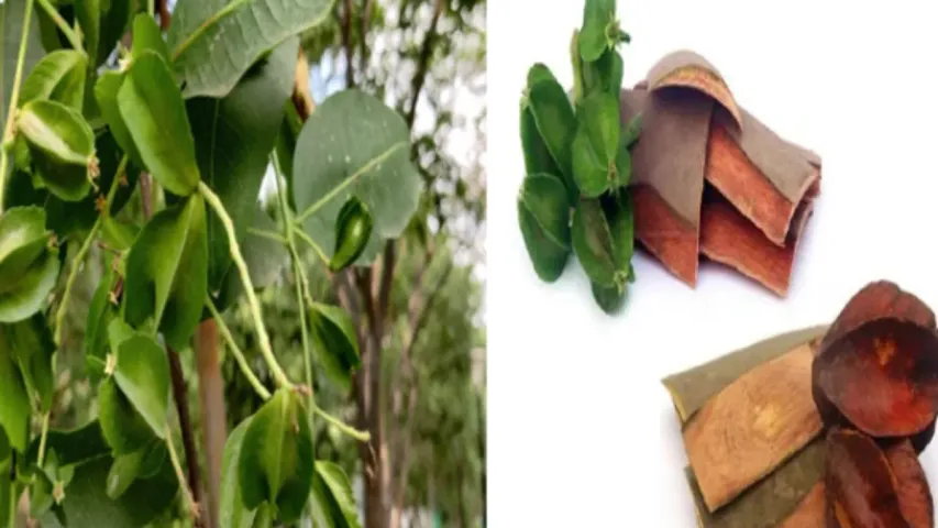 Health Tips : అర్జున బెరడు ఈ వ్యాధులకు ఔషధంగా పనిచేస్తుంది, ఎలా ఉపయోగించాలో తెలుసా!