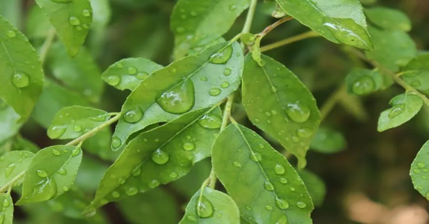Curry Leaf: ఖాళీ కడుపుతో కరివేపాకు తింటే ఇన్ని ప్రయోజనాలా..!