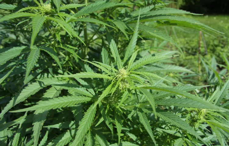 Drugs: గంజాయి గురించి అధ్యయనంలో షాకింగ్ విషయాలు.. సూసైడ్‌కు లింక్?