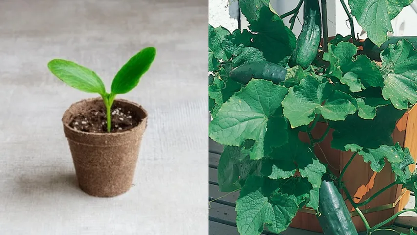 Home Tips: కుండిలో దోసకాయను ఇలా పండించవచ్చు.. భలే చిట్కా!