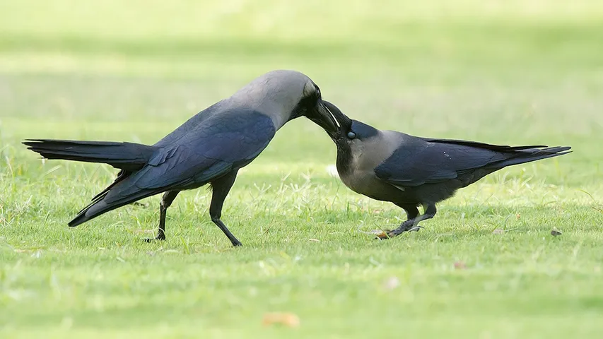 Crows: ఆ దేశంలో కాకులను అంతం చేయాలని నిర్ణయం.. ఎందుకంటే ?