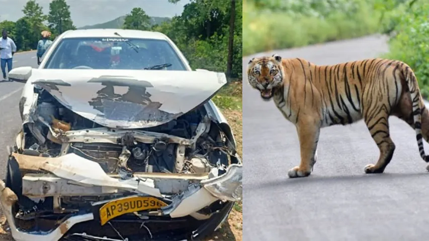 Tiger Attack: కారును ఢీ కొట్టిన పెద్ద పులి.. తుక్కు తుక్కైన బాడీ!