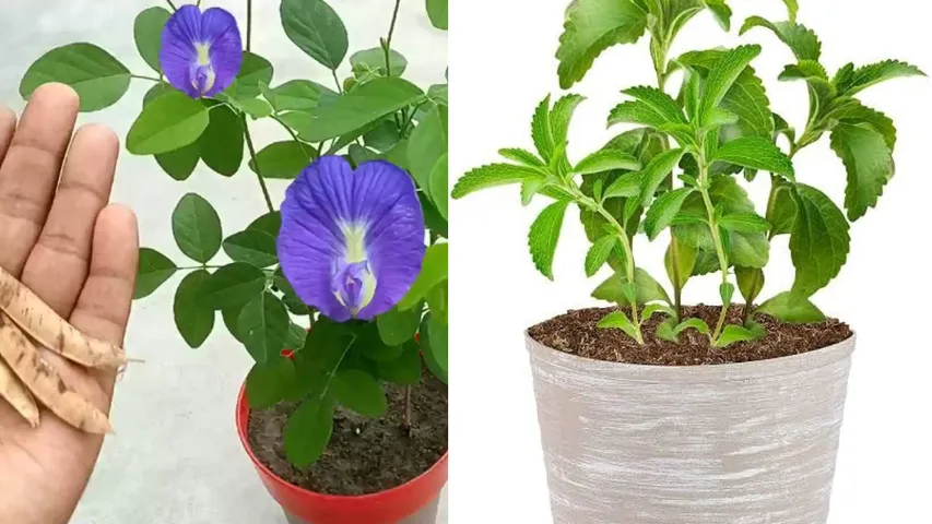 Planting : బాల్కానీలోని ఈ ఏడు మొక్కలు ఆరోగ్యానికి ఔషధం..! తప్పక నాటండి