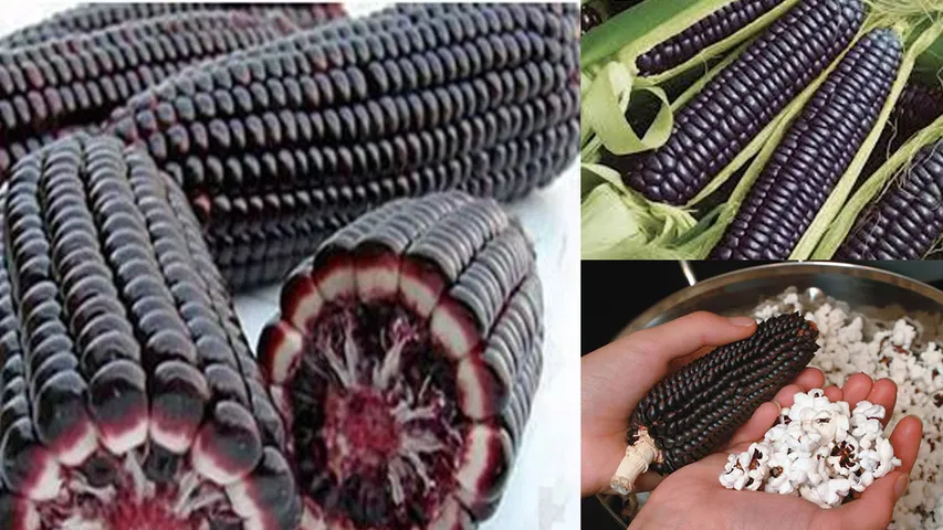 Maize Variety: ఇలాంటి మొక్కజొన్న ఎప్పుడైనా చూశారా? అసలు ఎన్నిరకాలు ఉంటాయో తెలుసా?