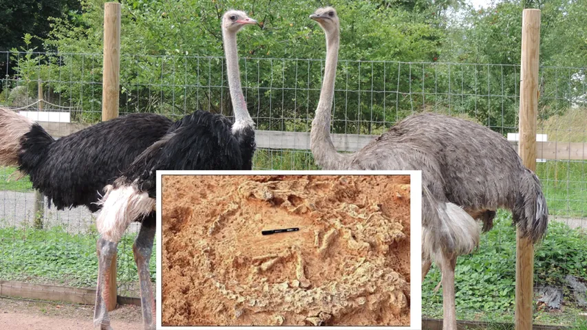 Oldest Ostrich Nest: ఆస్ట్రిచ్ అంటే ఆఫ్రికా పక్షి కాదు.. ఏపీలోనూ దాని ఉనికి ఉంది!