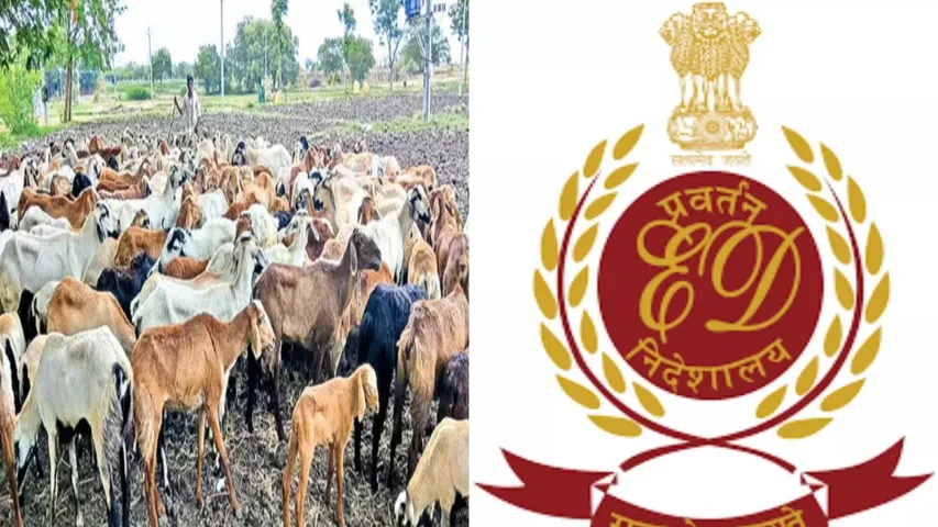 Sheep Distribution Scam: బీఆర్ఎస్‌కు షాక్.. ఈడీ దూకుడు
