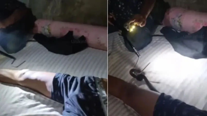 Snake in Pant: యువకుడి ఫాంట్ లో దూరిన పాము.. ఏమి జరిగిందో చూస్తే ఫ్యూజులు ఎగిరిపోతాయ్ 
