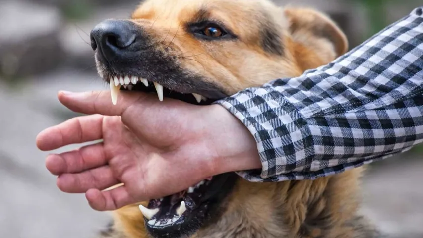 DOG: చేతి బొటన వేలును కరుచుకుని వెళ్లిన కుక్క..!