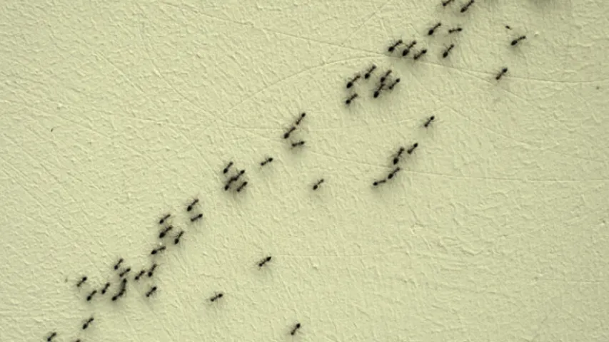 Ants: వంటగదిలో చీమల బెడద ఎక్కువగా ఉందా? ఈ మూడు చిట్కాలు పాటిస్తే చీమలు పరార్‌!