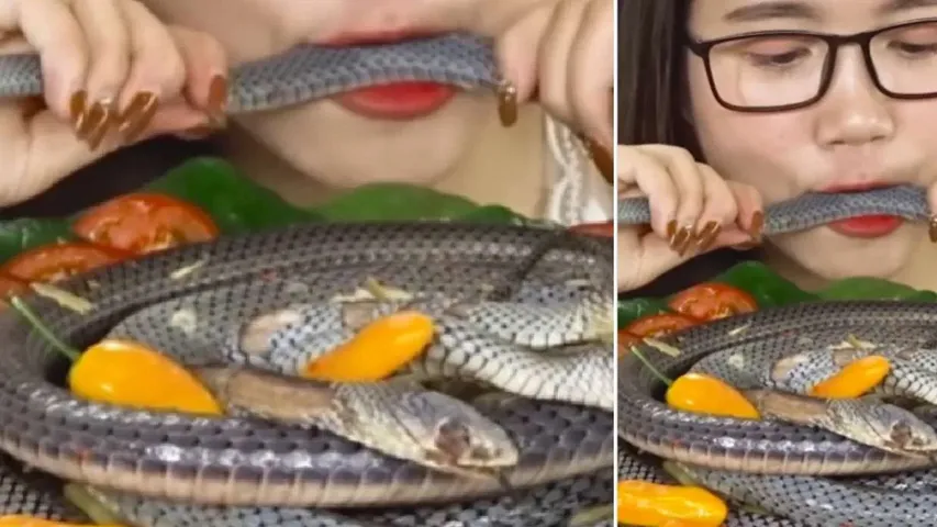 Snake Eating Girl : అబ్బా.. మనిషా.. రాక్షసా.. బతికున్న పామును చెరుగ్గడలా నమిలేస్తోంది!